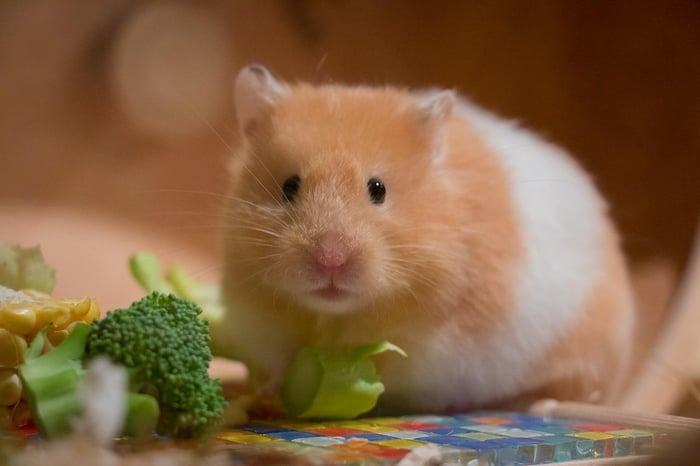 Bức tranh chuột Hamster xinh đẹp - Hình nền siêu dễ thương