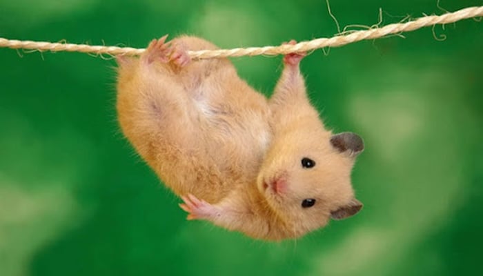 Bức tranh chuột Hamster xinh đẹp - Hình nền siêu dễ thương