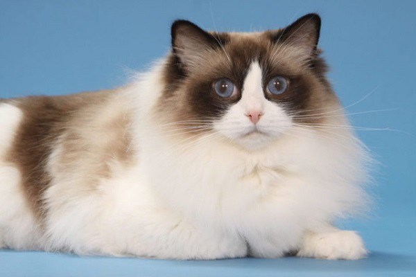 Mèo Ragdoll - 10 sự thật đáng yêu về giống mèo mắt xanh