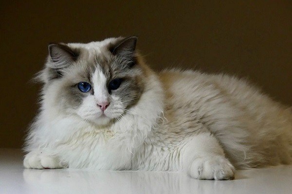 Mèo Ragdoll - 10 sự thật đáng yêu về giống mèo mắt xanh