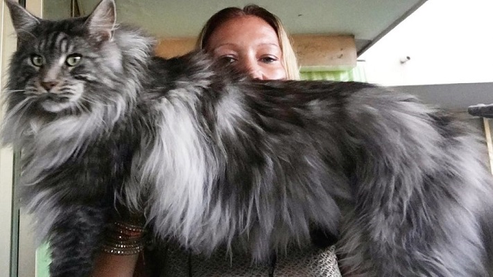 Mèo Maine Coon: Đặc điểm, cách nuôi và chăm sóc, giá bán