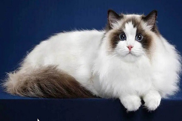 Mèo Ragdoll - 10 sự thật đáng yêu về giống mèo mắt xanh