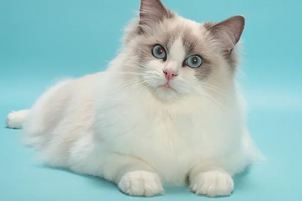 Mèo Ragdoll - 10 sự thật đáng yêu về giống mèo mắt xanh