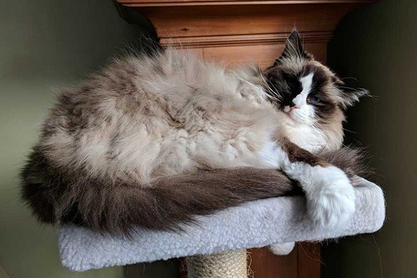 Mèo Ragdoll - 10 sự thật đáng yêu về giống mèo mắt xanh