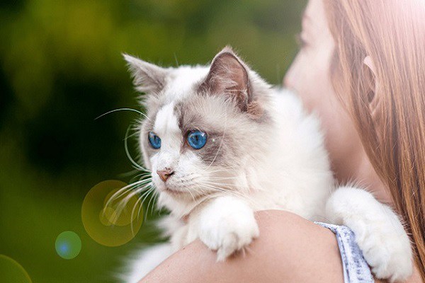 Mèo Ragdoll - 10 sự thật đáng yêu về giống mèo mắt xanh