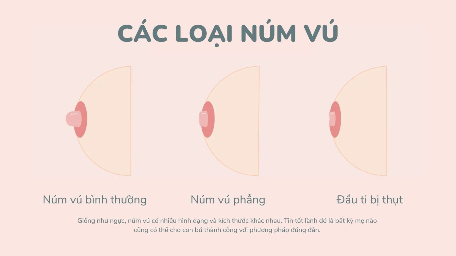 Đầu ti to có bình thường không? Những sự thật thú vị về nhũ hoa