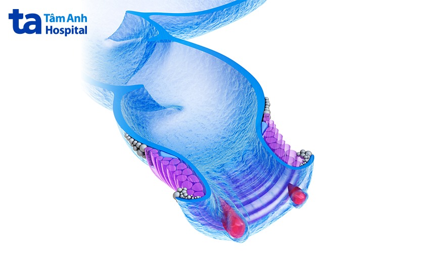 Hậu môn là gì? Cấu tạo, chức năng, vị trí và cách vệ sinh đúng
