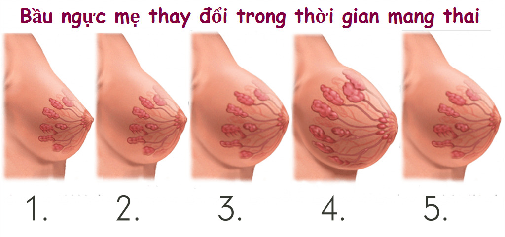 Đầu ti to có bình thường không? Những sự thật thú vị về nhũ hoa