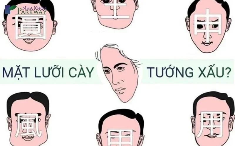 Mặt lưỡi cày: Nguyên nhân, hệ quả và tướng số người có mặt lưỡi cày