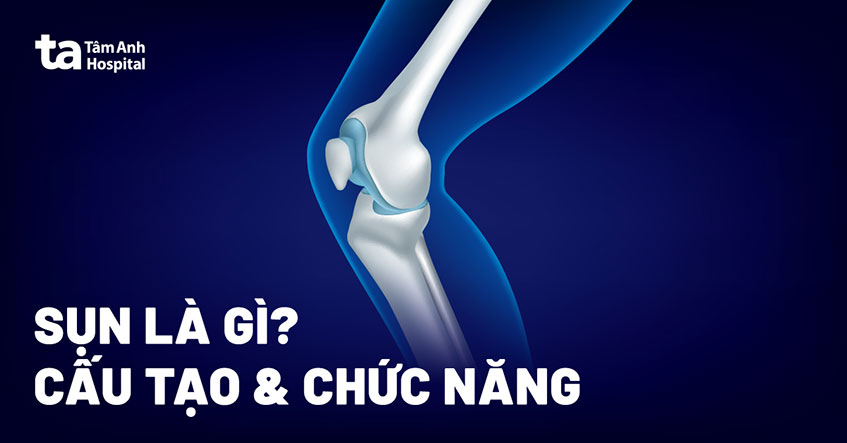 Sụn là gì? Cấu tạo, vị trí, chức năng của mô sụn với cơ thể người