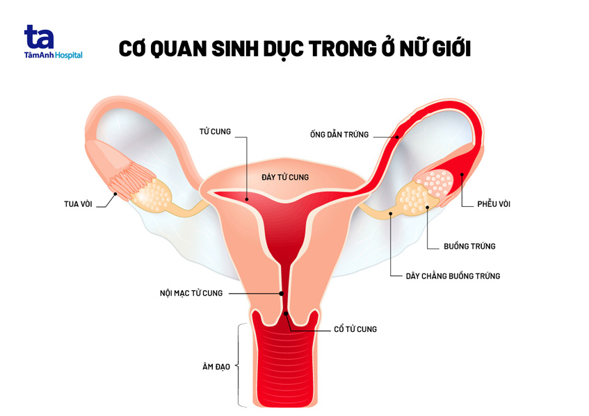 Cấu tạo cơ quan sinh dục nữ gồm bộ phận nào? Có chức năng gì?