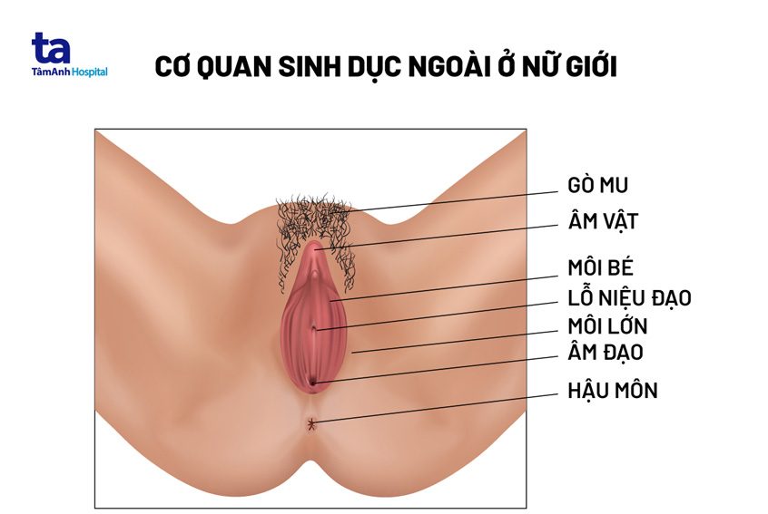 Cấu tạo cơ quan sinh dục nữ gồm bộ phận nào? Có chức năng gì?