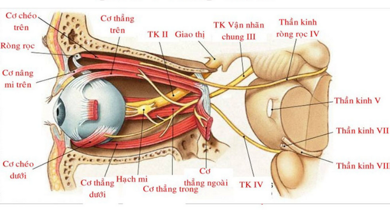 Giải phẫu hốc mắt - cấu trúc bên trong hốc mắt