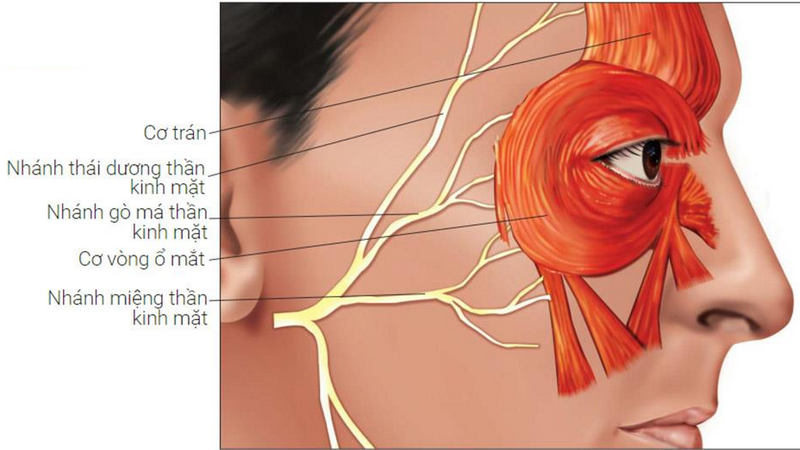 Giải phẫu hốc mắt - cấu trúc bên trong hốc mắt