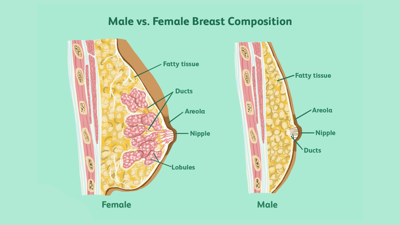 Giải phẫu ngực: Sự khác nhau ở nam và nữ cùng những bệnh lý liên quan