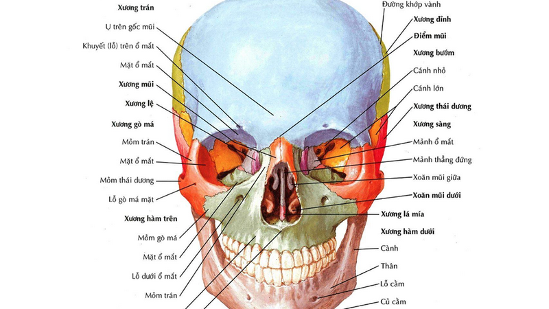 Giải phẫu hốc mắt - cấu trúc bên trong hốc mắt