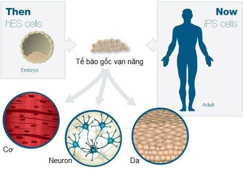 Tế bào gốc là gì và vai trò của tế bào gốc?