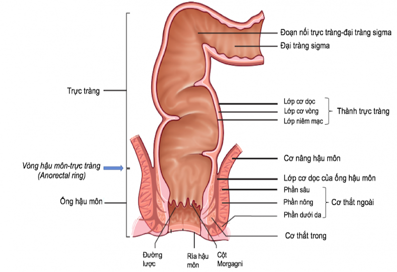 Hậu môn bình thường có cấu tạo như thế nào?