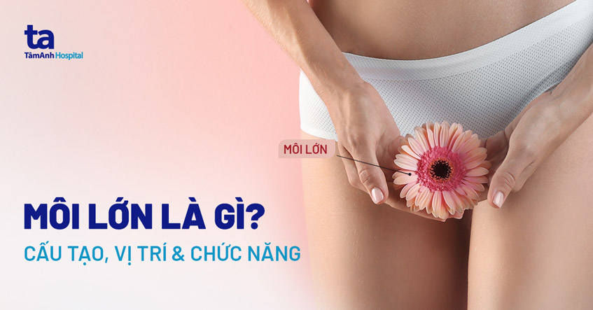 Môi lớn là gì? Cấu tạo, vị trí và chức năng đối với cơ thể phụ nữ