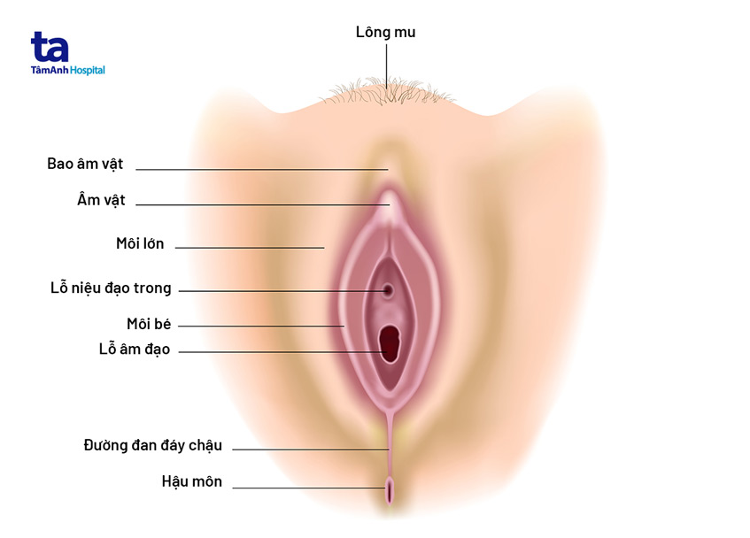 Môi lớn là gì? Cấu tạo, vị trí và chức năng đối với cơ thể phụ nữ