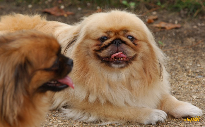 Mua Bán Chó Bắc Kinh Đẹp, Chó Pekingese Thông Minh Giá Tốt