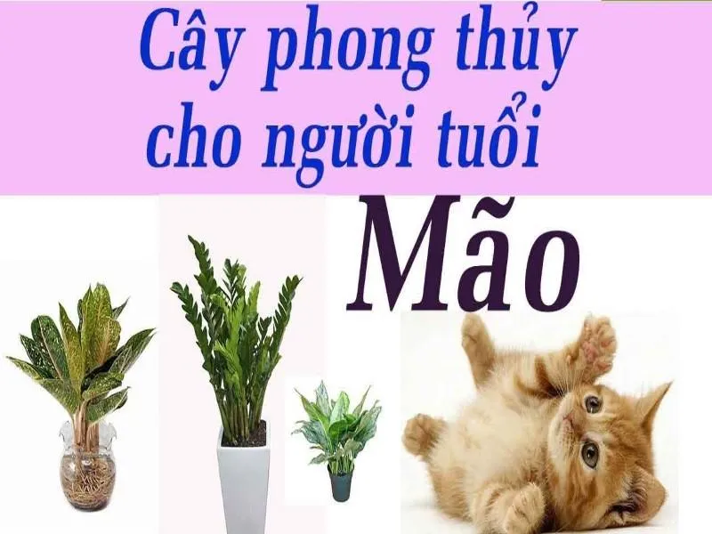 Tuổi Mão nên chọn cây phong thuỷ nào mang tài lộc, may mắn?