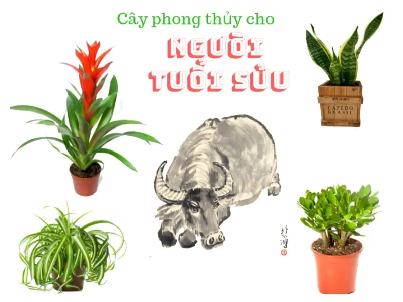 Tuổi Sửu hợp cây phong thuỷ nào? Chọn cây tuổi Sửu theo từng mệnh