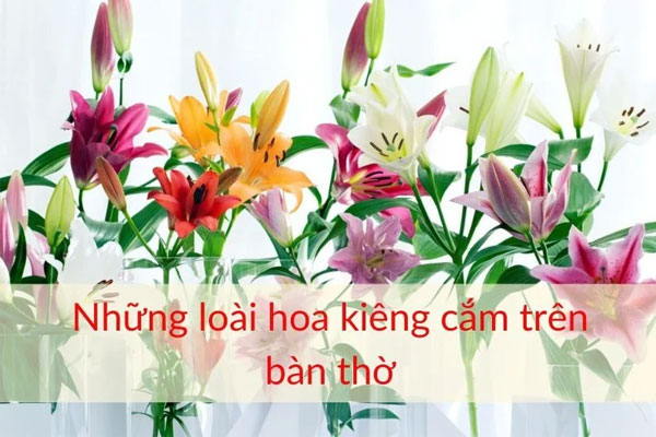 Top 10 Loại Hoa Cúng Bàn Thờ Mang May Mắn, Tài Lộc