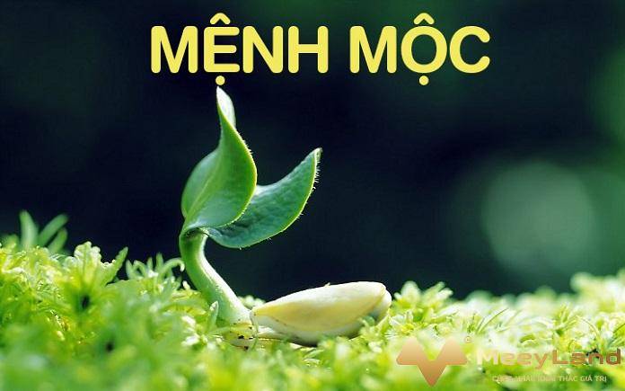 4 cách hóa giải xung khắc giữa mệnh Mộc và mệnh Kim