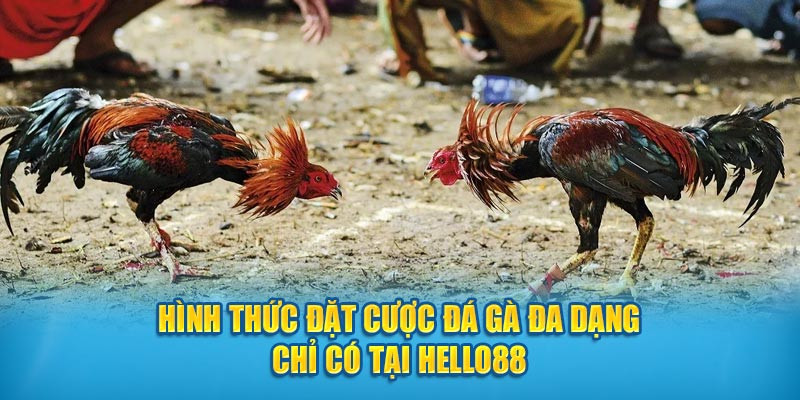 hinh-thuc-dat-cuoc-da-ga-da-dang-chi-co-tai-hello88-1721102020.jpg