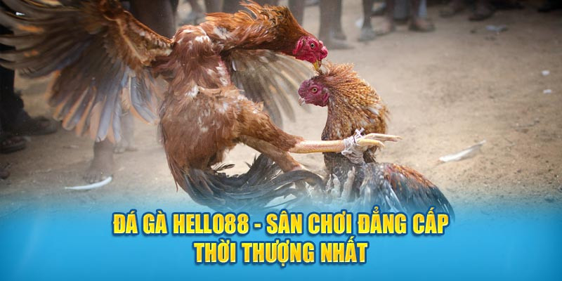 da-ga-hello88-san-choi-dang-cap-thoi-thuong-nhat-1721101950.jpg